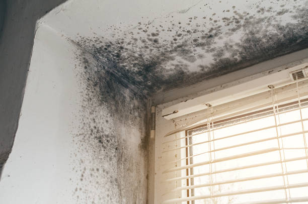 Affordable Mold Removal solutions in Central City, PA